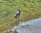 Grey Heron that just caught a fish on an Oklahoma pond