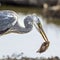 Grey heron in Kruger National park, South Africa