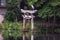 Grey heron on lake kinri torii gate