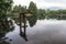 Grey heron on lake kinri torii gate