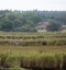 Grey heron landing in wetlands