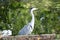 Grey heron looking over river