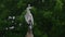 Grey Heron on the lookout