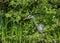 Grey heron lurking in the bushes and the reeds looking at the water for fish.