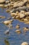 Grey Heron, Mugger Crocodile, Royal Bardia National Park, Nepal