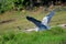 Grey heron, Murchison Falls National Park, Uganda