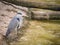 Grey Heron near water