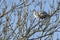 Grey heron nesting