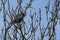 Grey heron nesting