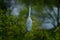 Grey heron with nesting material in the bill. Grey heron sitting in the green branch in the forest. Wildlife behaviour scene with