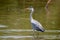 grey heron park kruger south africa reserves and protected airs of africa