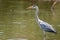 Grey heron park kruger south africa reserves and protected airs of africa