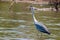 Grey heron park kruger south africa reserves and protected airs of africa