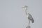 Grey heron on perch