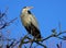 Grey heron perched atop a barren tree branch, gazing out into the distance