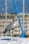 Grey heron perched in the Geneva harbor