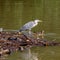 The grey heron on the pile stacked of tree logs and branches and some rubbish and the mallard on the water`s surface in the river