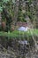 Grey Heron on Pond above Dove Cottage, Grasmere, Cumbria, England, UK