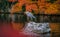 Grey Heron in the pond surrounding with autumn colour season in Eikando temple.