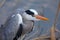 Grey Heron portrait