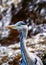 Grey Heron Portrait (Ardea cinerea) in Dublin, Ireland