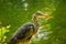 Grey Heron Portrait (Ardea cinerea) in Dublin, Ireland