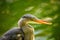 Grey Heron Portrait (Ardea cinerea) in Dublin, Ireland