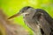 Grey Heron Portrait (Ardea cinerea) in Dublin, Ireland