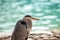 Grey Heron Portrait (Ardea cinerea) in Dublin, Ireland