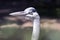 Grey heron Portrait looking stubborn grumpy