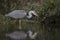Grey heron portrait reflection fishing