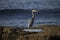 Grey heron portrait reflection fishing