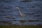 Grey heron portrait reflection fishing