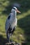 Grey Heron posing on a stone