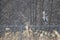 Grey heron preening on a fence