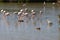 Grey heron with prey between foraging flamingos