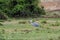 Grey heron, Queen Elizabeth National Park, Uganda