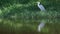 Grey heron with reflection in water