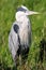 Grey Heron resting in reed bed