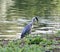 Grey heron on riverbank