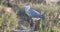 Grey Heron on Rock