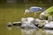 Grey heron on rock