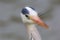 Grey Heron soft focus image focus on eye