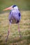 Grey heron soft focus portrait image