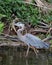 Grey heron stalking along shore in water