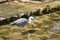 Grey Heron Stalking Prey.