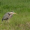 Grey heron stand in a wide open grassy field