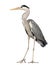 Grey Heron standing, Ardea Cinerea, 5 years old