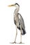 Grey Heron standing, beak opened, Ardea Cinerea, 5 years old