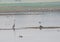 Grey Heron standing in a lake